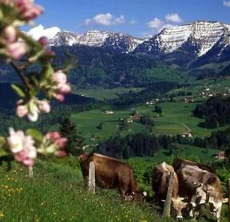 Schneerosenbluete, Oberstaufen/steibis *