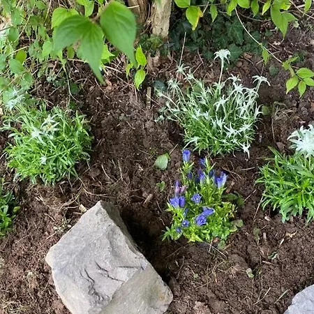 Schneerosenbluete, Oberstaufen/steibis Oberstaufen